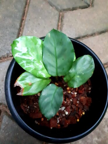 Calathea Vaginata Plants