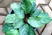 Calathea Vaginata Plants