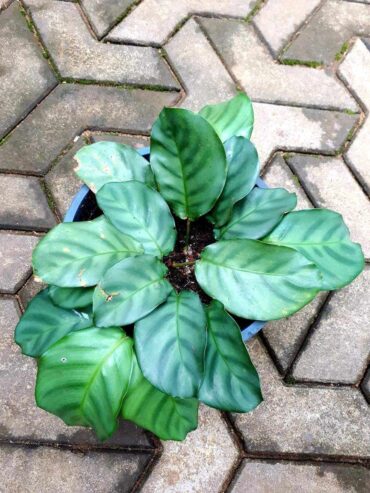 Calathea Vaginata Plants