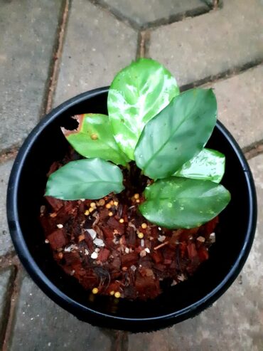 Calathea Vaginata Plants