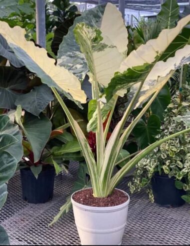 Alocasia Macrorrhiza