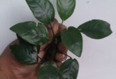 Anubias Nana Plants