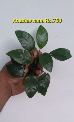 Anubias Nana Plants