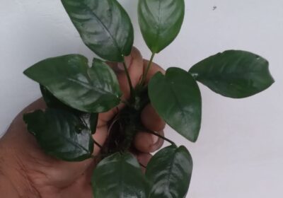 Anubias-Nana-Plants-2