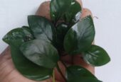 Anubias Nana Plants