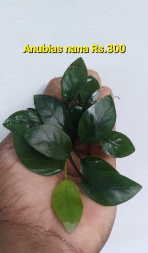 Anubias Nana Plants