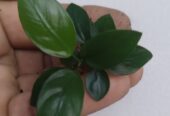 Anubias Nana Plants