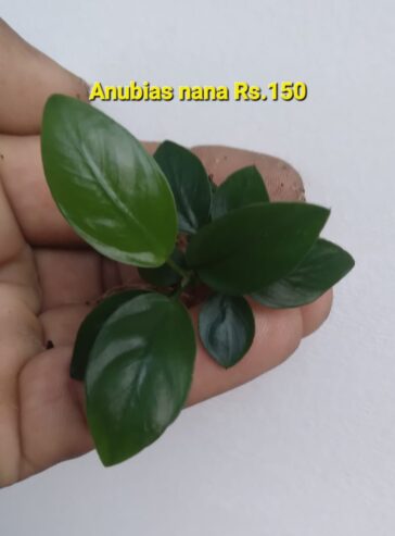 Anubias Nana Plants