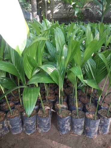 Arecanut Plants, Rata Puwak