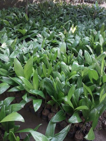 Arecanut Plants, Rata Puwak