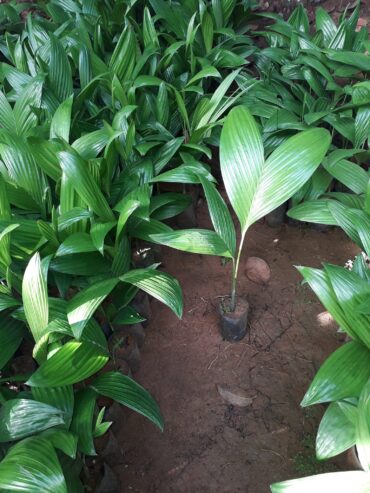 Arecanut Plants, Rata Puwak