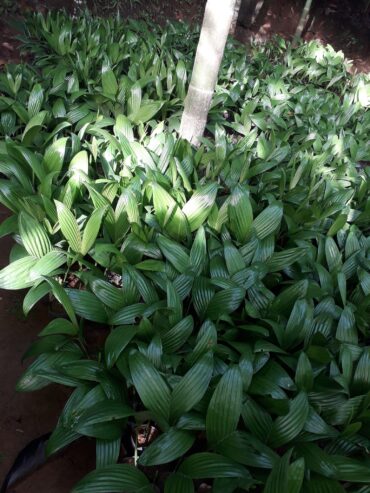 Arecanut Plants, Rata Puwak