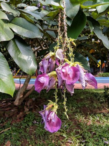 BANKOK ERABADU PLANTS