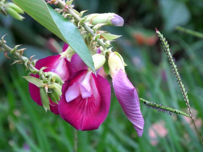 BANKOK ERABADU PLANTS