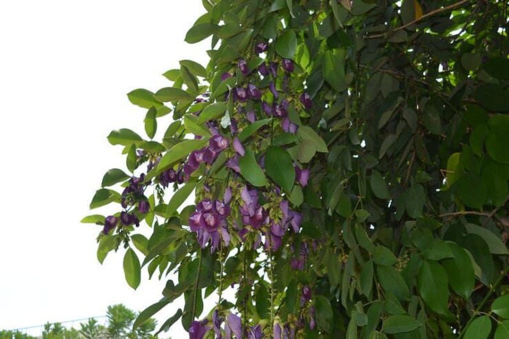 BANKOK ERABADU PLANTS