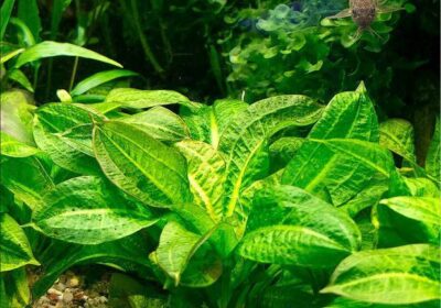 Echinodorus-grisebachii-Tropica-plants