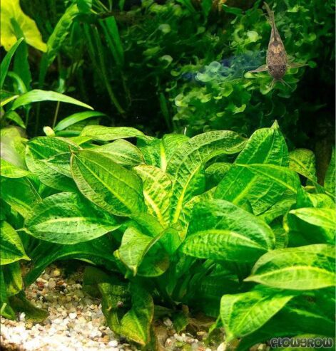 Echinodorus grisebachii ‘Tropica’