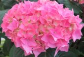 Hydrangea macrophylla Plants