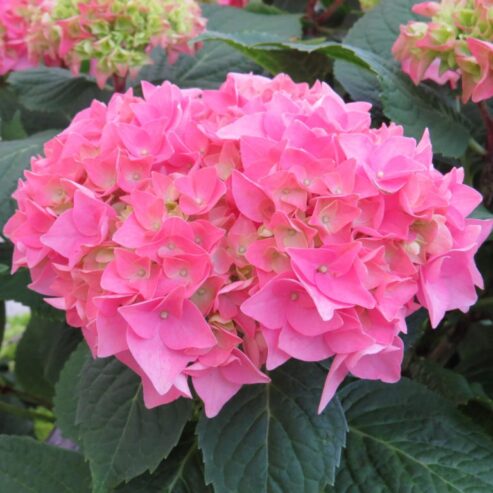 Hydrangea macrophylla Plants