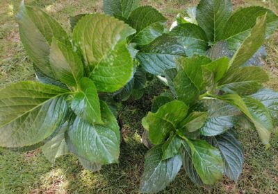 Hydrangea-macrophylla-plants-2