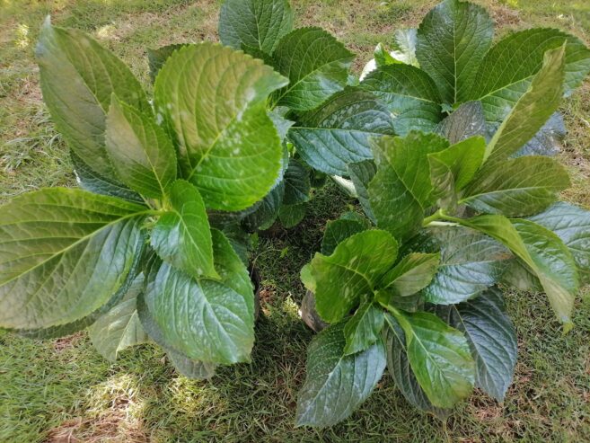 Hydrangea macrophylla Plants