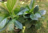 Hydrangea macrophylla Plants