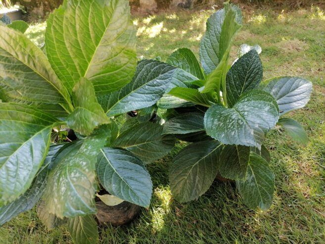 Hydrangea macrophylla Plants