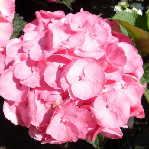 Hydrangea macrophylla Plants