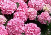 Hydrangea macrophylla Plants