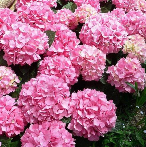 Hydrangea macrophylla Plants