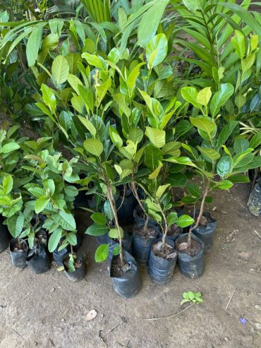 Jackfruit Plants