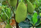 Jackfruit Plants