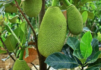 Jackfruit-2