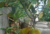 Jackfruit Plants