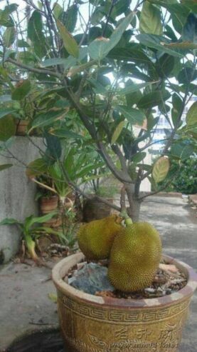 Jackfruit Plants