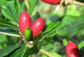 Miracle Berry Plants