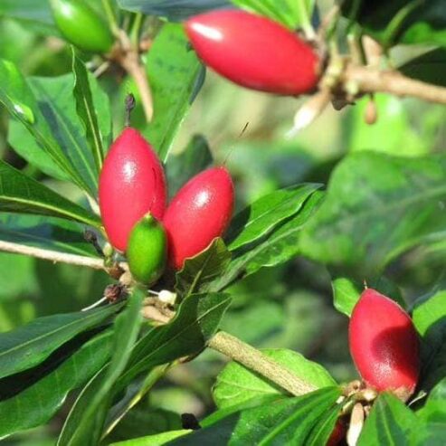 Miracle Berry Plants