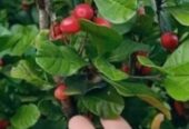 Miracle Berry Plants