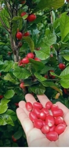 Miracle Berry Plants