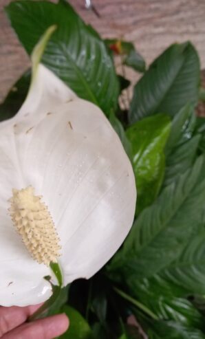 Peace Lily Plants