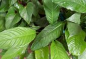 Peace Lily Plants