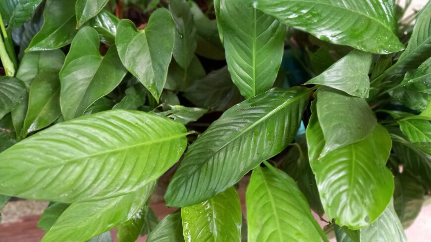 Peace Lily Plants