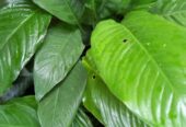 Peace Lily Plants