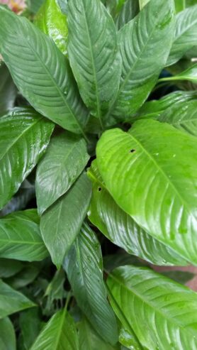 Peace Lily Plants