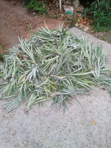 Pineapple Plants