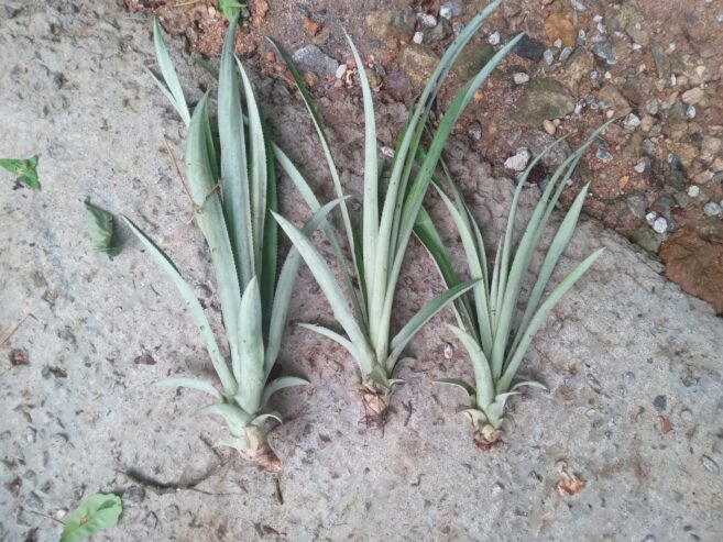 Pineapple Plants