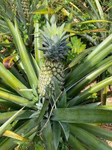 Pineapple