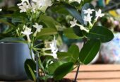 Stephanotis Plants