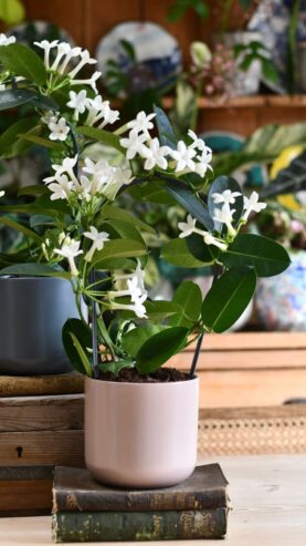 Stephanotis Plants