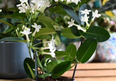 Stephanotis-1